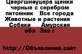 Цвергшнауцера щенки черные с серебром питомник - Все города Животные и растения » Собаки   . Амурская обл.,Зея г.